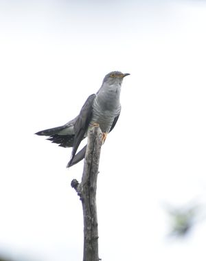 Common Cuckoo