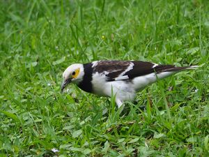 Black-collared Starling