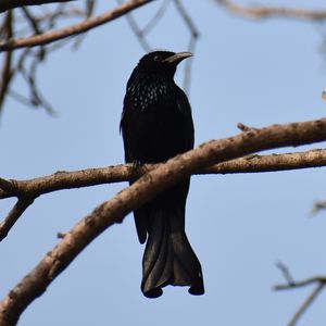 Hair-crested Drongo