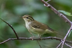 Kamchatka Leaf Warbler