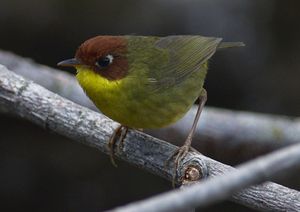 Chestnut-headed Tesia