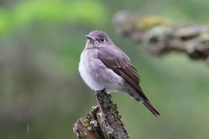 Dark-sided Flycatcher