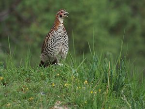 Tibetan Partridge