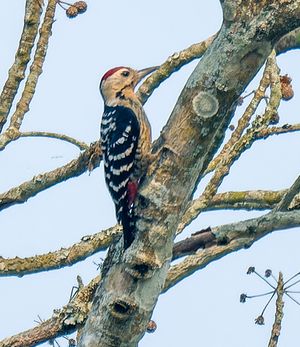 Fulvous-breasted Woodpecker