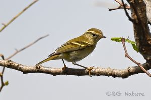 Yellow-browed Warbler