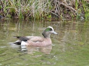 American Wigeon