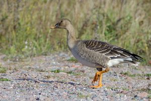 Taiga Bean Goose