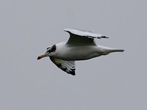 Pallas's Gull