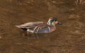 Baikal Teal