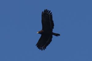 Crested Serpent Eagle