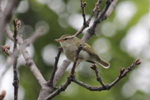 Claudia's Leaf Warbler