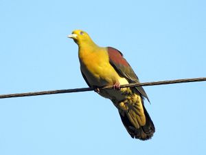 White-bellied Green Pigeon