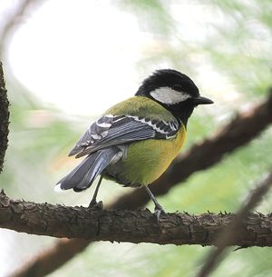 Green-backed Tit