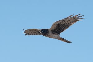 Hen Harrier