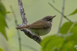 Pale-legged Leaf Warbler