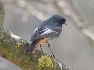 Black Redstart