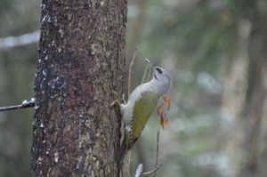 Grey-headed Woodpecker