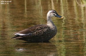 Eastern Spot-billed Duck