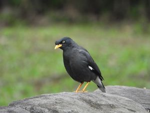Javan Myna