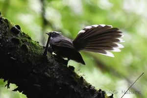 White-throated Fantail