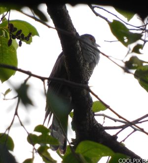 Himalayan Cuckoo