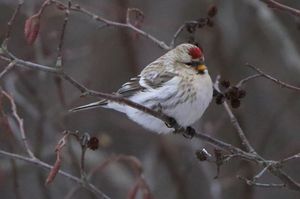 Redpoll