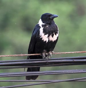 Collared Crow