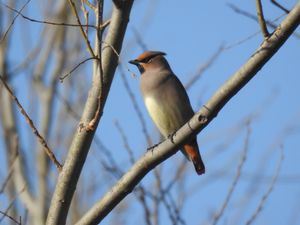 Japanese Waxwing