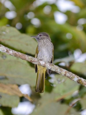 Mountain Bulbul
