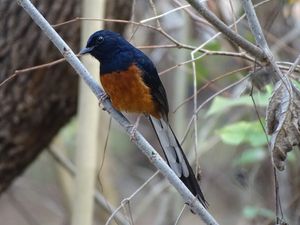 White-rumped Shama
