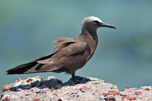 Brown Noddy