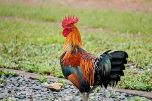 Red Junglefowl