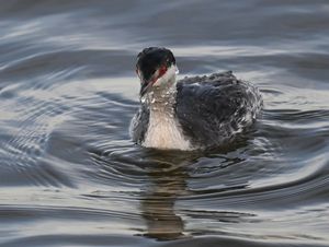 Horned Grebe