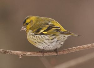 Eurasian Siskin