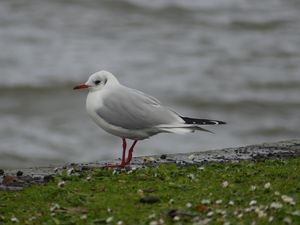 Black-headed Gull