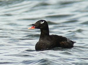 Stejneger's Scoter