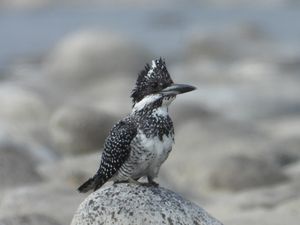 Crested Kingfisher