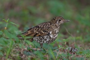 White's Thrush