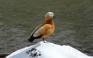 Ruddy Shelduck