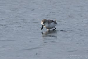 Spoon-billed Sandpiper