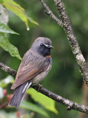 Rufous-gorgeted Flycatcher