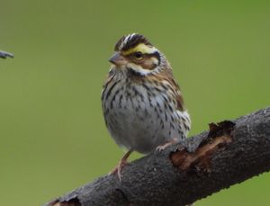 Yellow-browed Bunting