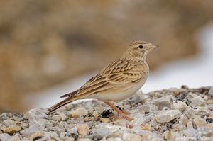 Greater Short-toed Lark