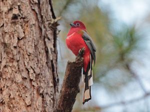 Red-headed Trogon