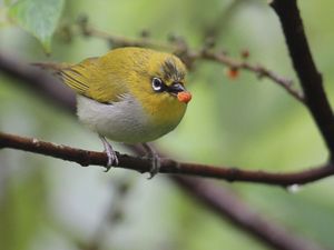 Indian White-eye