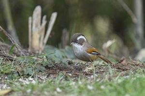 White-browed Fulvetta