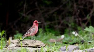 Streaked Rosefinch