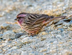 Himalayan Beautiful Rosefinch