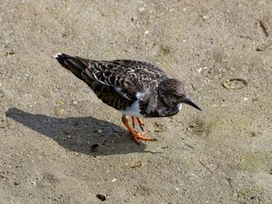 Ruddy Turnstone