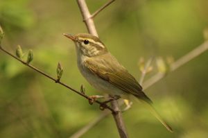 Eastern Crowned Warbler